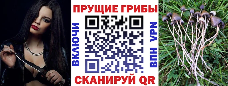 хочу   Вышний Волочёк  Галлюциногенные грибы Psilocybine cubensis 